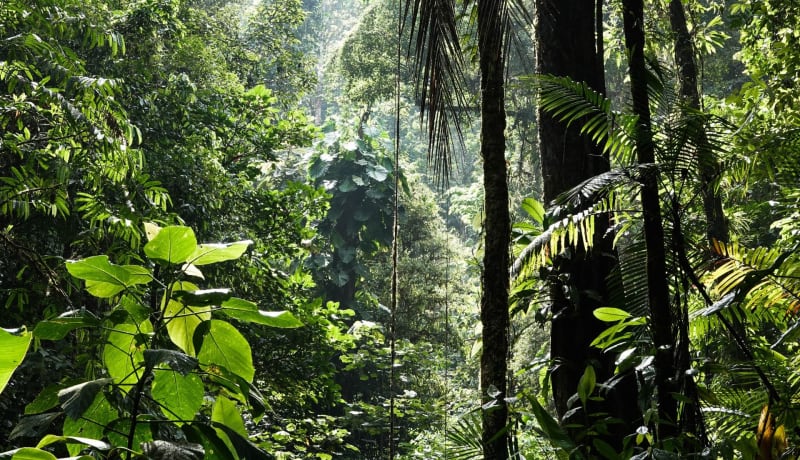 Photo of tropical rainforest by Alenka Skvarc on Unsplash