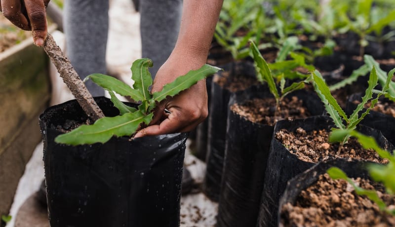 Photo of small tree planting by Vitor Monthay on Unsplash