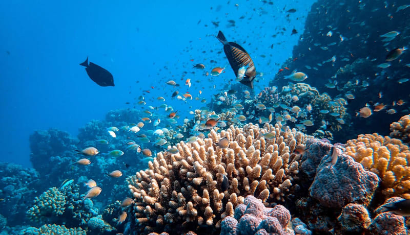 Photo of a biodiverse coral reef by Francesco Ungaro on Unsplash