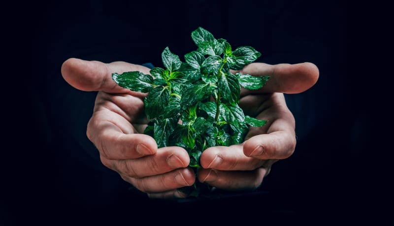 Photo of 2 hands holding a small plant by Jan Kopřiva on Unsplash