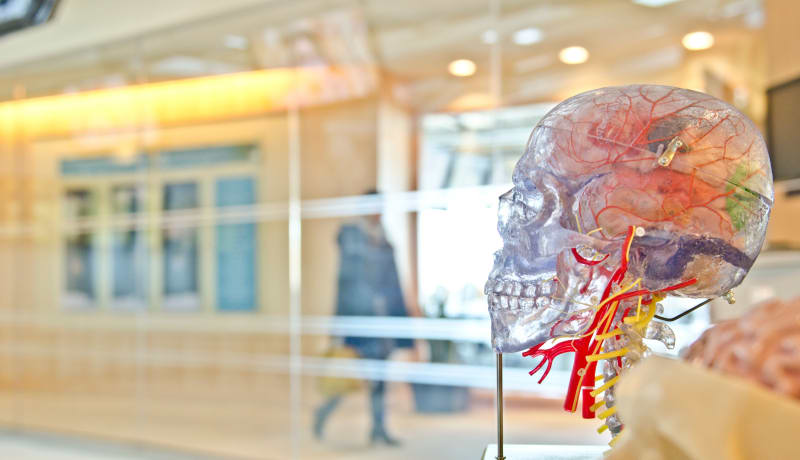 Photo of a model of a human brain by jesse orrico on Unsplash