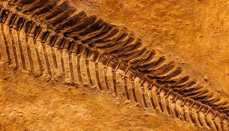 Photo of a fossil by Kvnga on Unsplash