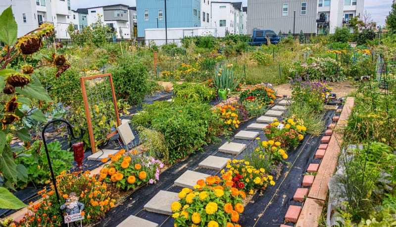 Photo of a community garden by Steve Adams on Unsplash