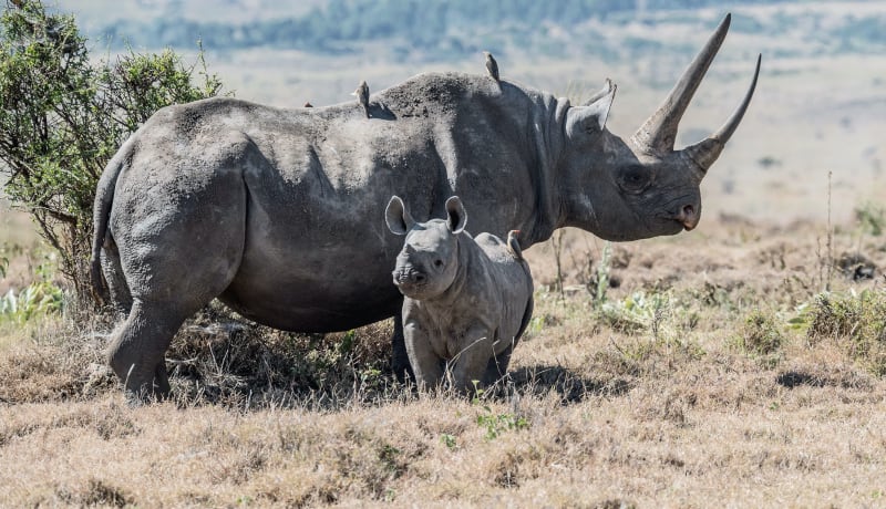 A photo of a rhinoceros and its baby by David Clode on Unsplash