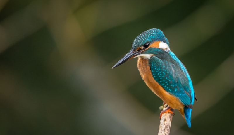 Photo of a bird by Vincent van Zalinge on Unsplash