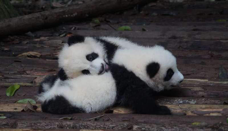 Photo of 2 baby pandas born from a breeding program by Pascal Müller on Unsplash