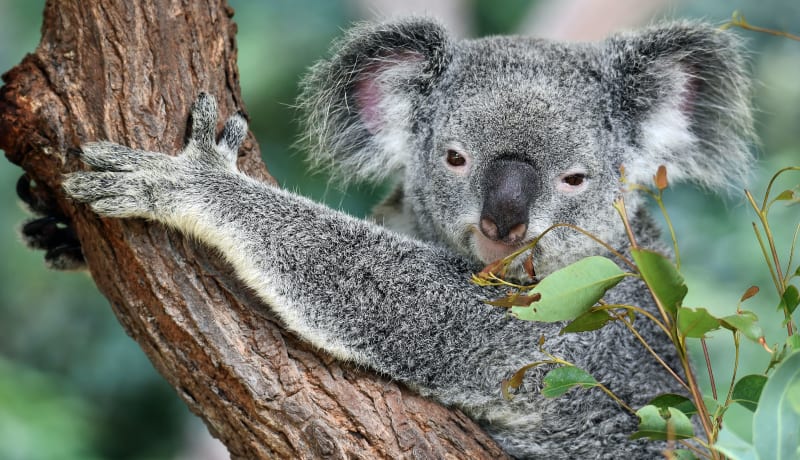 Photo of a Koala by David Clode on Unsplash