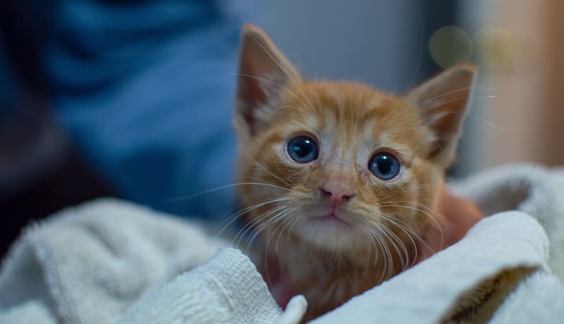 Photo of a ginger kitten wrapped in a blanket by Michael Glazier on Unsplash