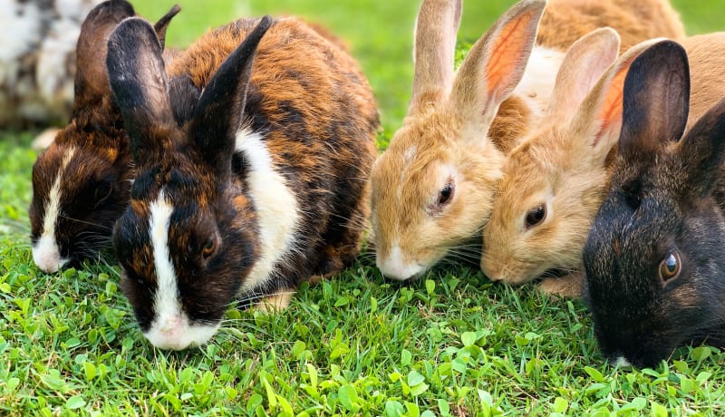 Photo of a group of rabbits by Aswathy N on Unsplash