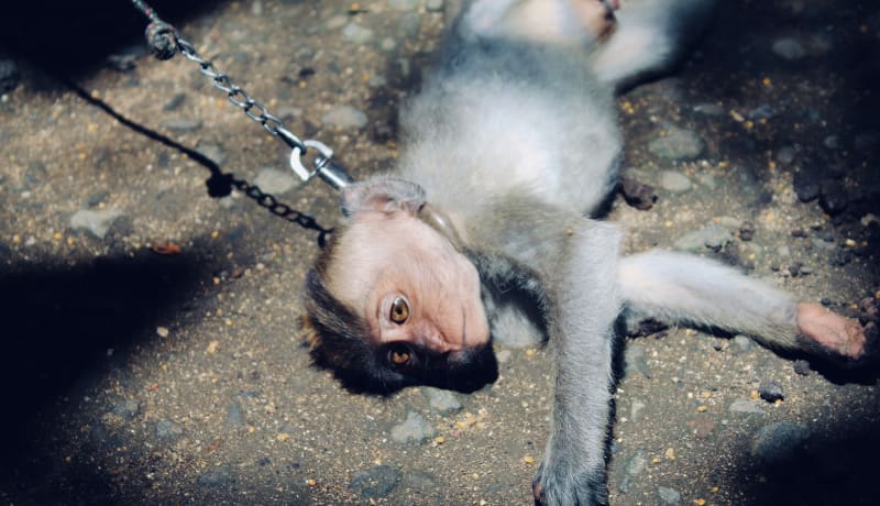 Photo of a small monkey with a chain around its neck by Who’s Denilo ? on Unsplash
