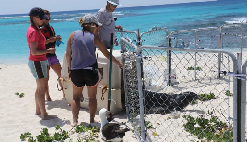 Photo of an injured seal in a rehabilitation pen on the beach by NOAA on Unsplash