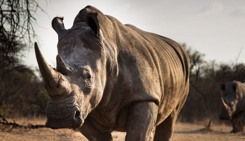 Photo of a rhinoceros in South Africa by Keith Markilie on Unsplash
