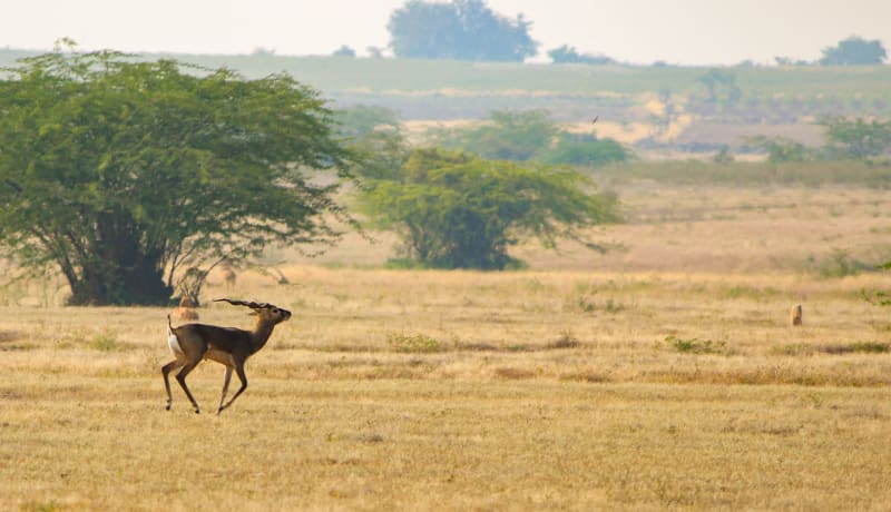 Photo of a deer in India at a wildlife sanctuary by Kiran Kumar on Unsplash