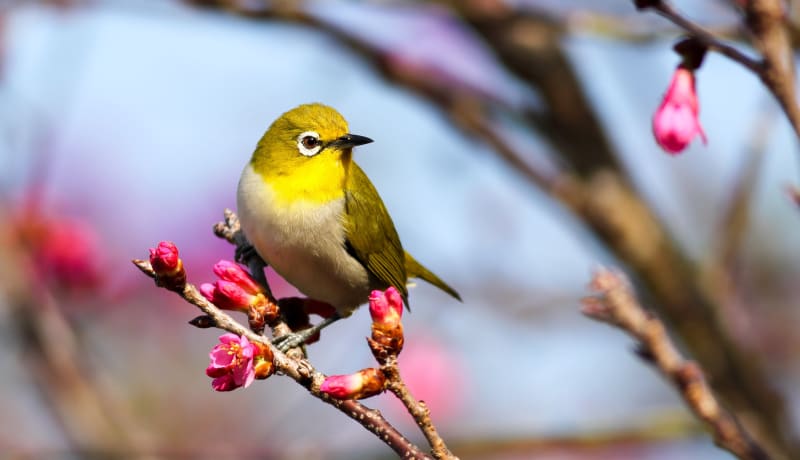 Photo of a yellow bird sitting on a branch by Boris Smokrovic on Unsplash