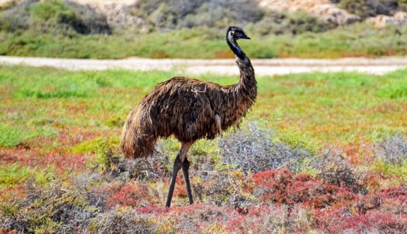 Photo of an emu by Jeremy Bezanger on Unsplash