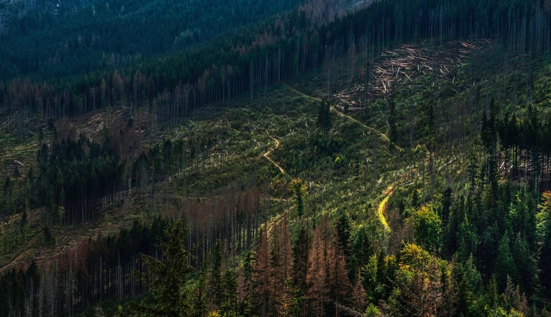 Photo of deforestation in the Polish mountains by Janusz Maniak on Unsplash