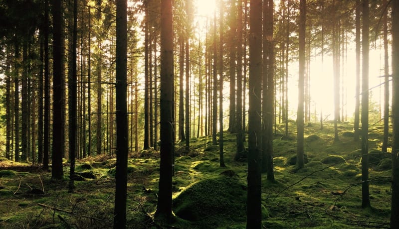 Photo of a forest in Hästhult, Sweden showing trees and moss by Gustav Gullstrand on Unsplash