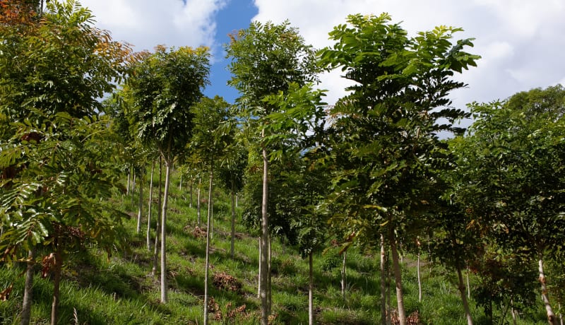 Photo of reforestation in São Sebastião da Grama, SP, Brasil by PROJETO CAFÉ GATO-MOURISCO on Unsplash