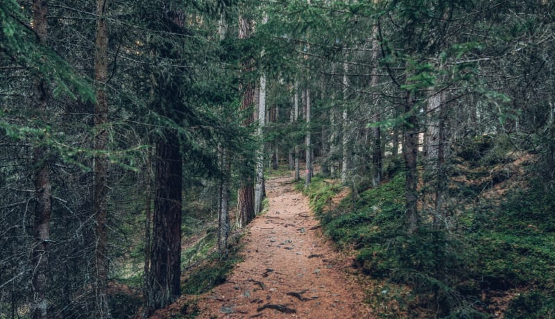 Photo of a trail in a forest in Umhausen, Austria by Paul Pastourmatzis on Unsplash