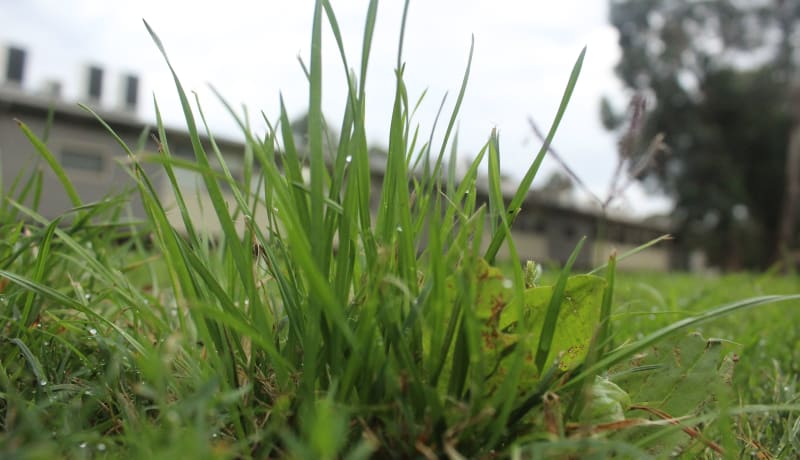 Photo of a clump of Agropyron, an invasive plant species in Melbourne VIC, Australia by Lily C. on Unsplash