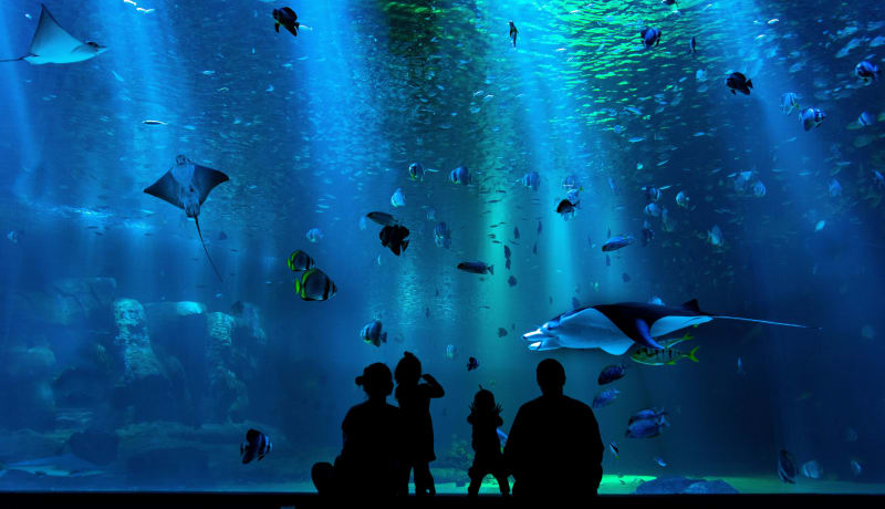 Photo of silhouettes of people at an aquarium looking at the marine life by Tim B Motivv on Unsplash