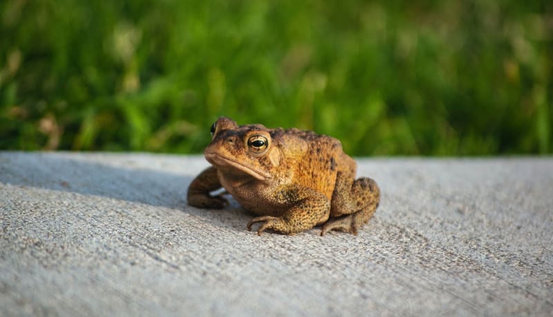 Photo of a toad sitting on concrete by Byron Burns on Unsplash