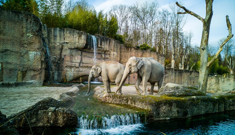 Photo of 2 elephants in their enclosure in Zürich, Switzerland by B NW on Unsplash