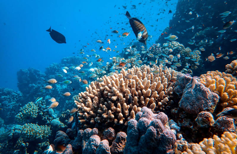 Photo of a biodiverse coral reef by Francesco Ungaro on Unsplash