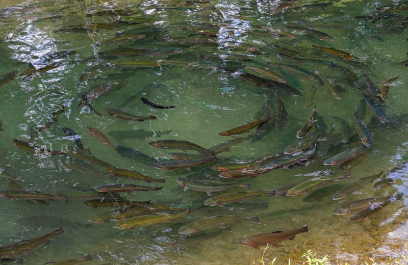 Photo of breeding trout in an artificial pond by Bakhrom Tursunov on Unsplash