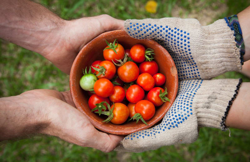 Photo of 2 sets of hands holding a bowl with tomatoes on it by Elaine Casap on Unsplash