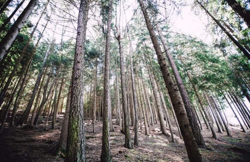 Photo of tall trees by Markus Spiske on Unsplash