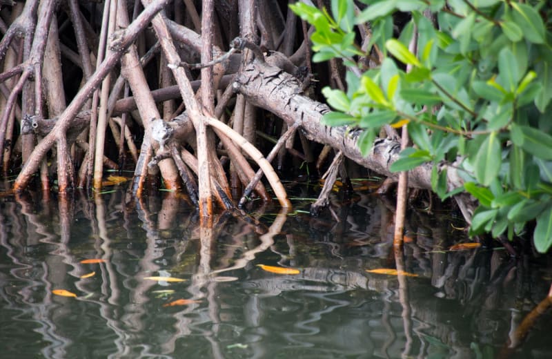 Photo of mangrove trees grow in the ocean somewhere in the Florida Keys by www.Florida-Guidebook.com on Unsplash