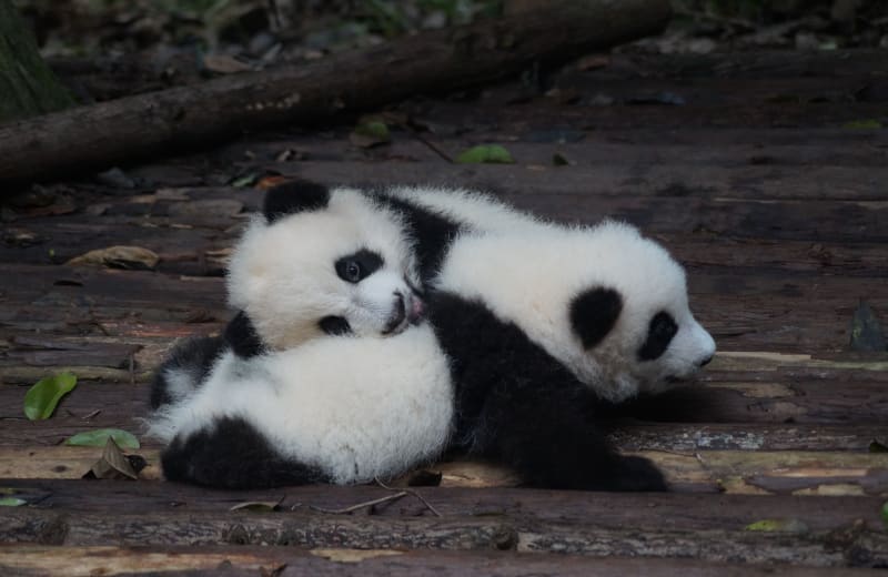 Photo of 2 baby pandas born from a breeding program by Pascal Müller on Unsplash
