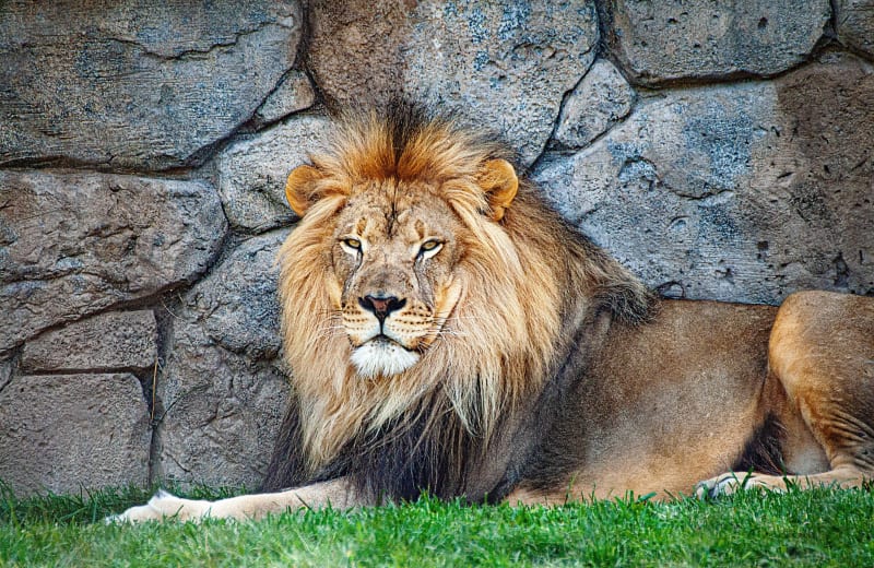 Photo of a lion by Robert Thiemann on Unsplash