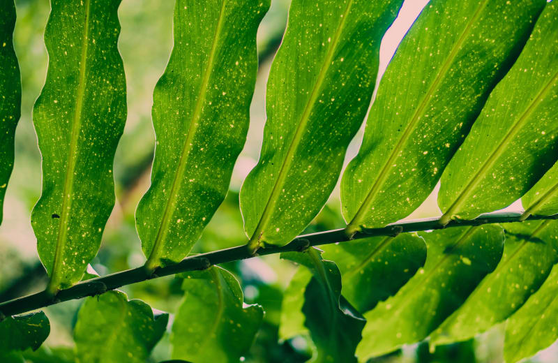 Photo of leaves by Alexander Cifuentes on Unsplash