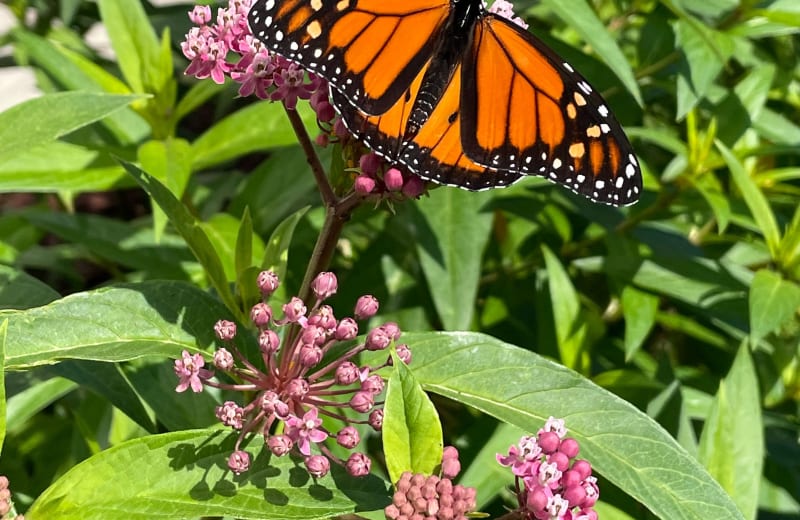 Photo of a monarch butterfly on a native flower by Natalia Jones on Unsplash