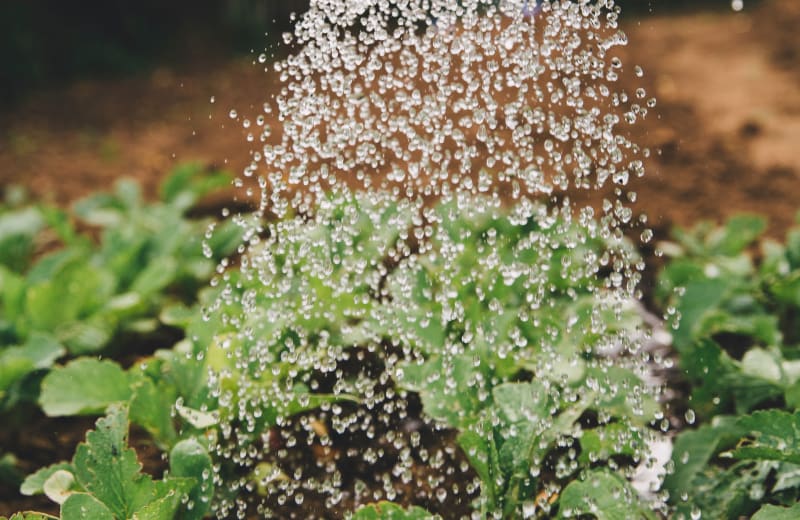 A photo of water falling on plants from a watering can by Markus Spiske on Unsplash