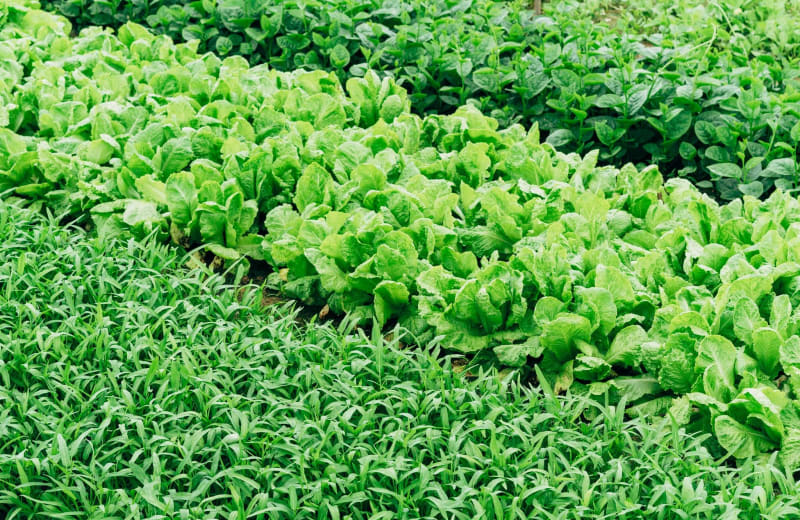Photo of rows of different types of crops by Markus Winkler on Unsplash