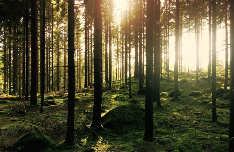 Photo of a forest in Hästhult, Sweden showing trees and moss by Gustav Gullstrand on Unsplash
