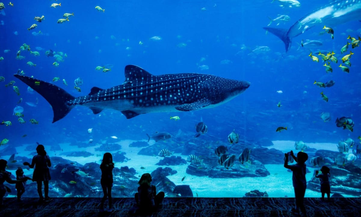 Photo of people in front of an aquarium with a whale shark by Pengxiao Xu on Unsplash