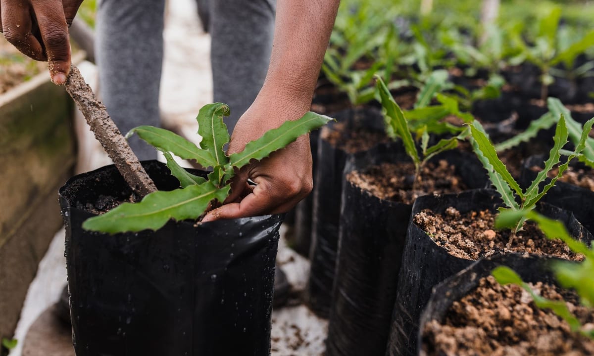 Photo of small tree planting by Vitor Monthay on Unsplash
