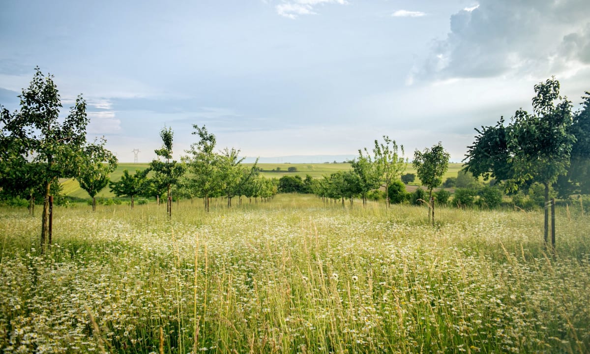 A photo of trees planted in a green field by Flash Dantz on Unsplash