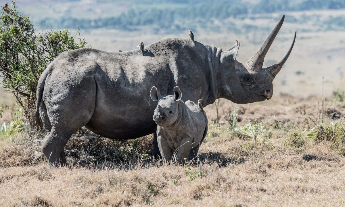 A photo of a rhinoceros and its baby by David Clode on Unsplash