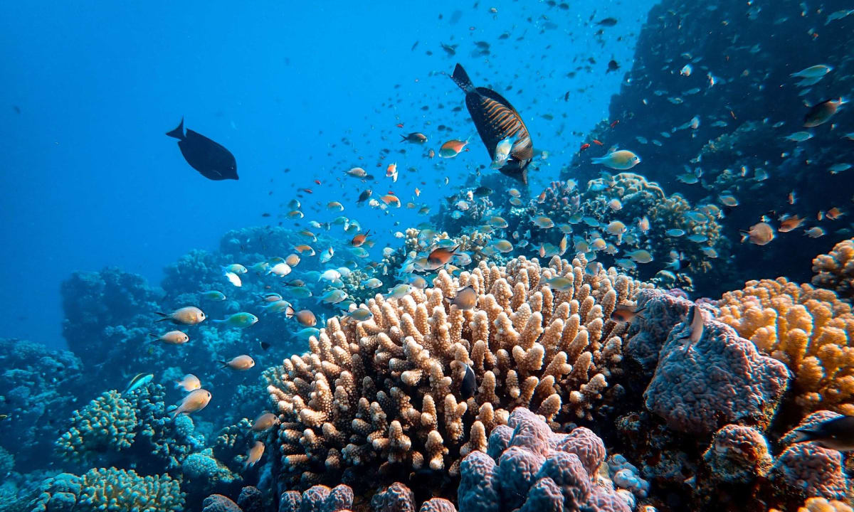 Photo of fish in coral reef by Francesco Ungaro on Unsplash