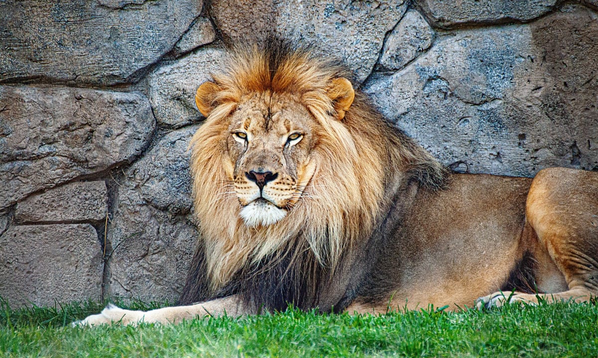 Photo of a lion by Robert Thiemann on Unsplash