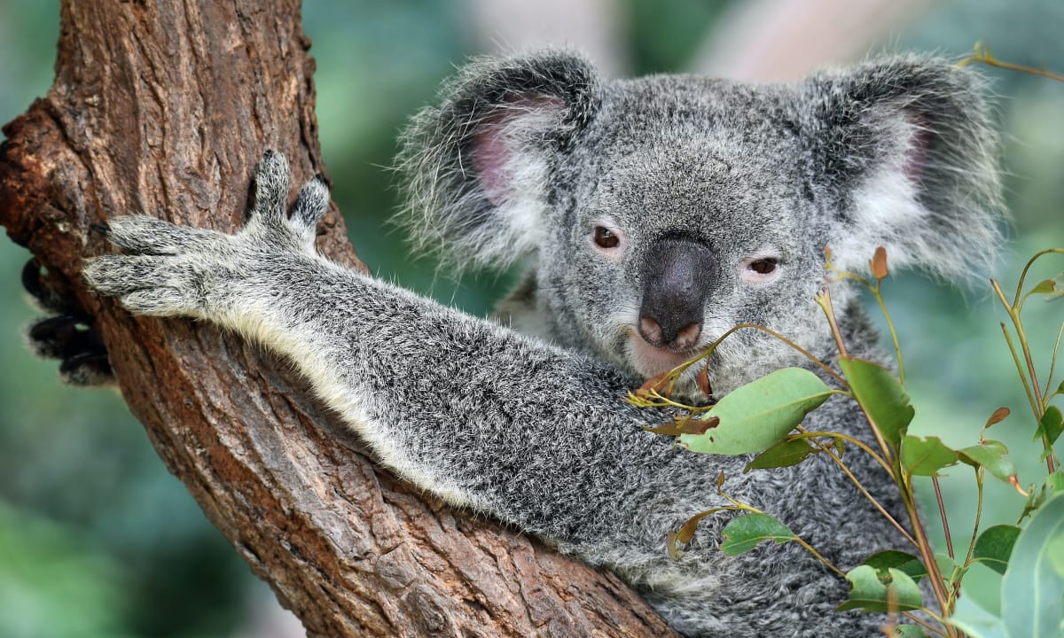 Photo of a Koala by David Clode on Unsplash