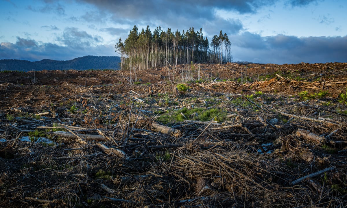 Photo of trees that have been cut down by Matt Palmer on Unsplash