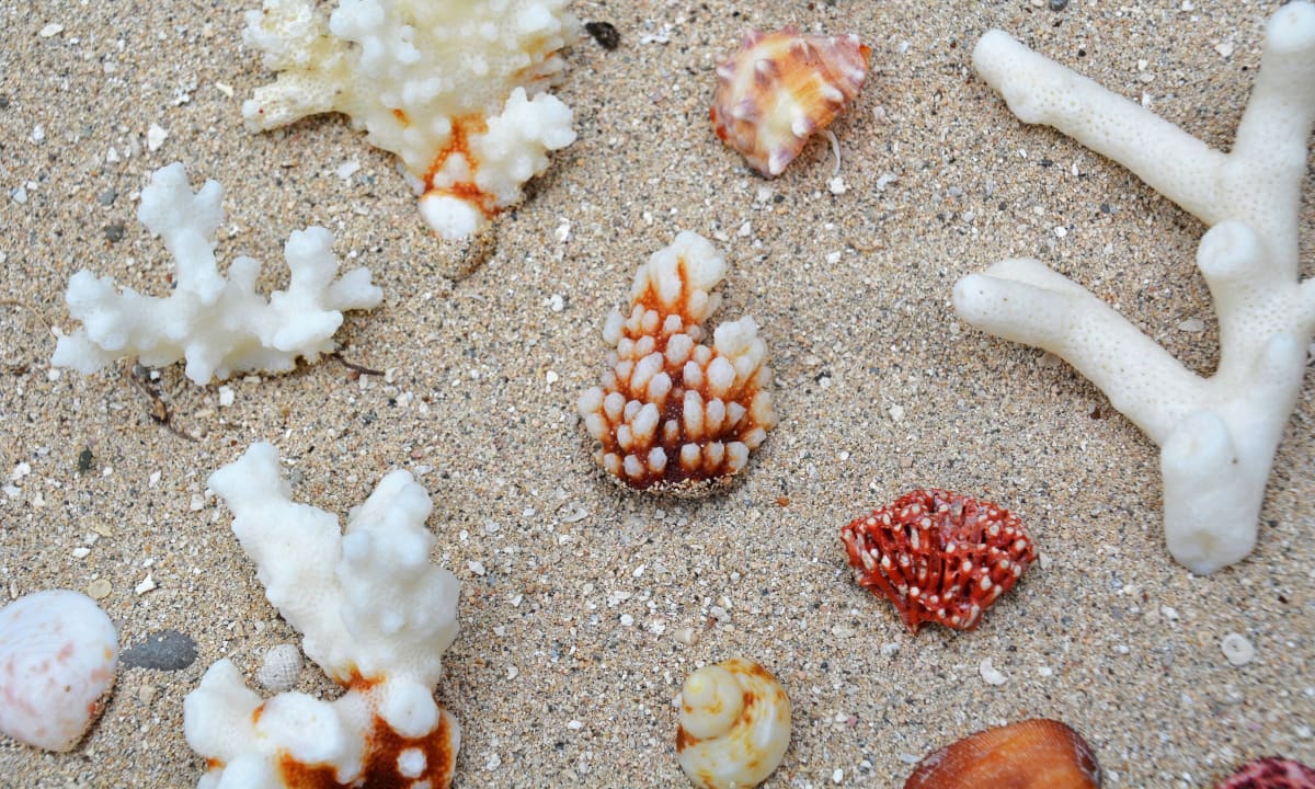 Photo of Fijian coral by Jeremy Bezanger on Unsplash