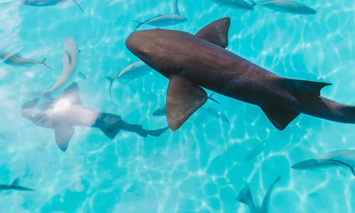 Photo of shark in Fiji by Jakob Owens on Unsplash