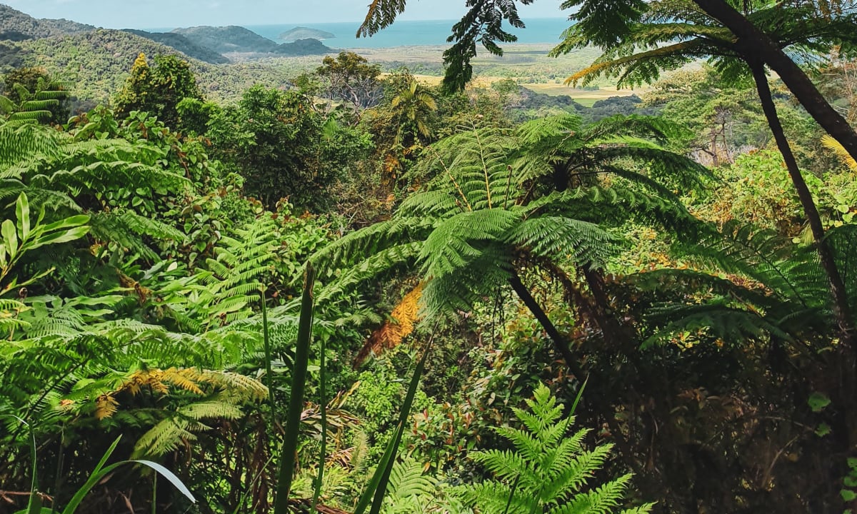 Photo of Rainforest in Queensland by Federico Garcia on Unsplash